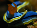   Nudibranch bunaken island  